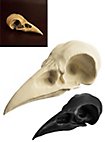 3D-printed raven skull for self-painting (10cm)